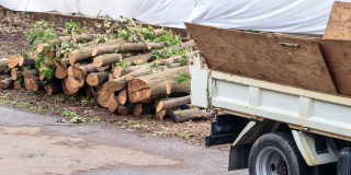 木の伐採・撤去の施工例